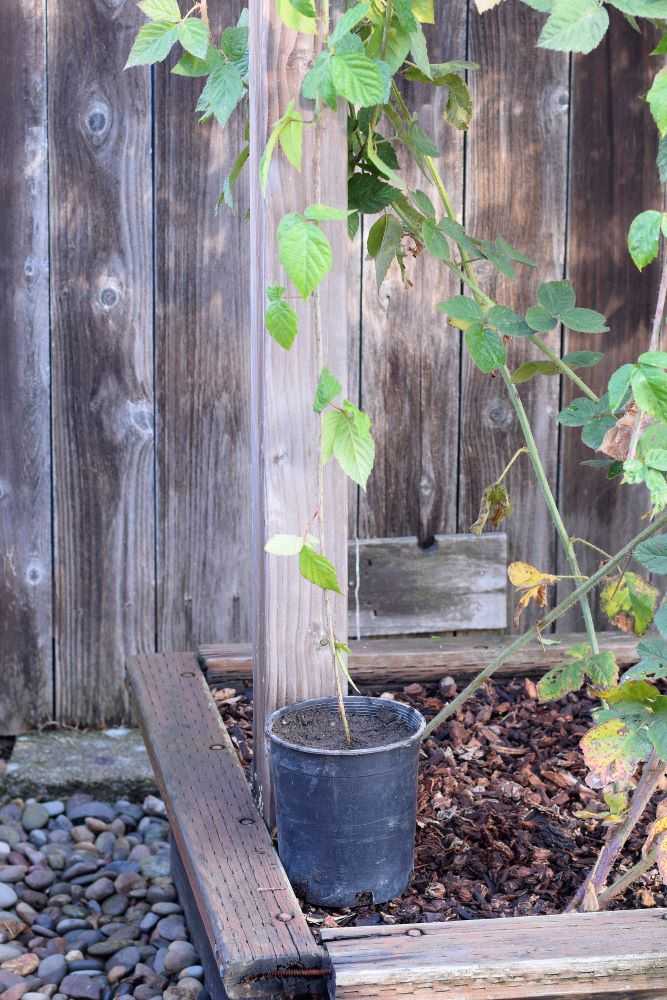 Propagate blackberries