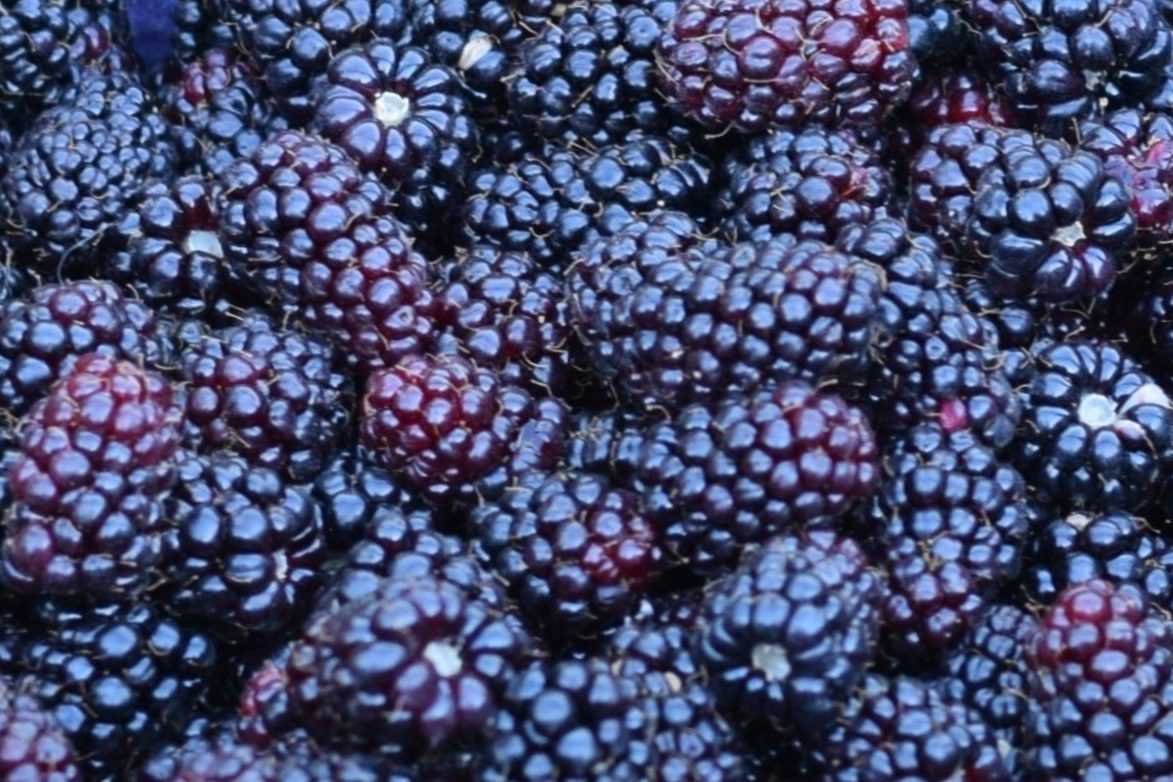 Marionberries