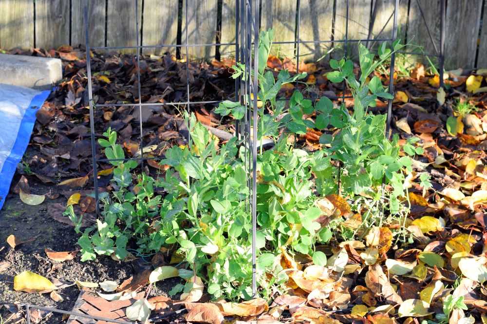 Overwinter peas in garden
