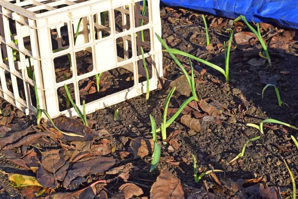Garlic growing in December