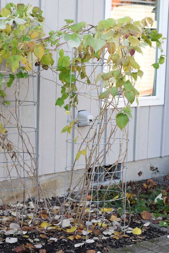 Raspberry canes in tomato cages