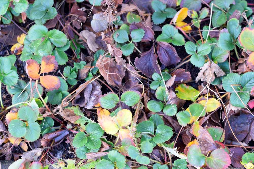 Strawberry plants with dead leaves over the winter