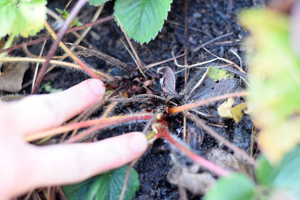 two strawberry plants growing close together