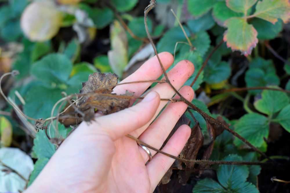 a dead flower stalk on a strawberry plant