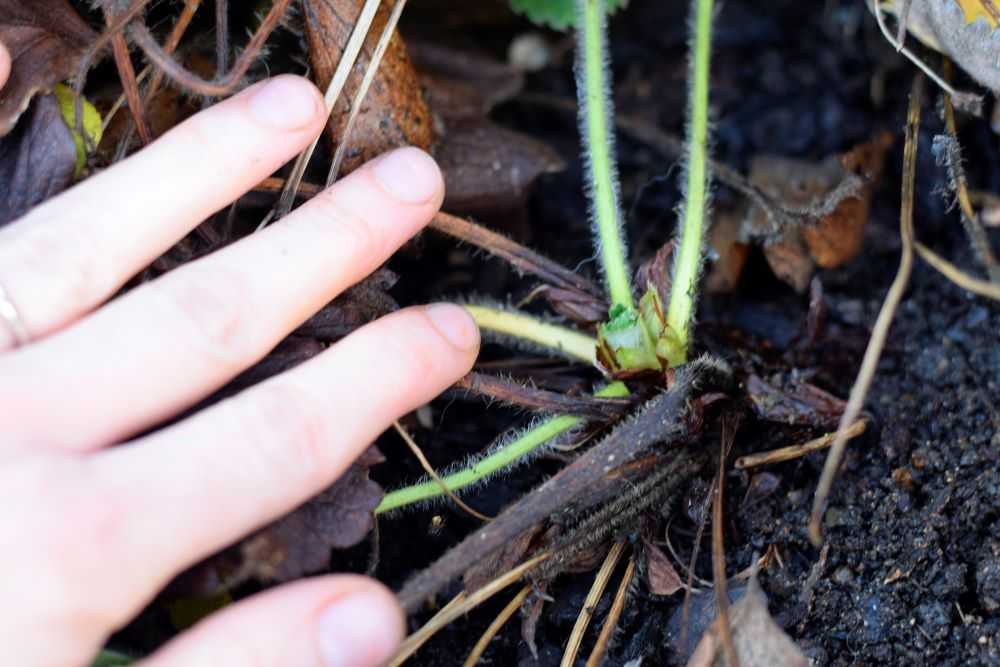 Cut away dead leaves at the base of the strawberry plant.  