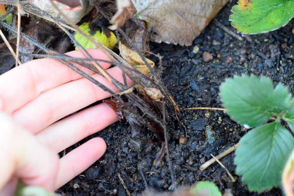 a dead strawberry plant