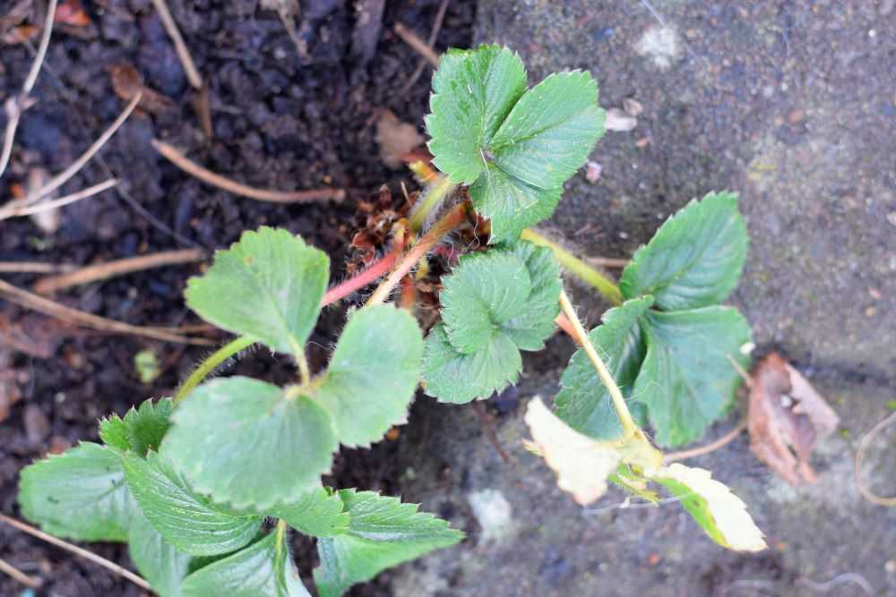 a strawberry plant