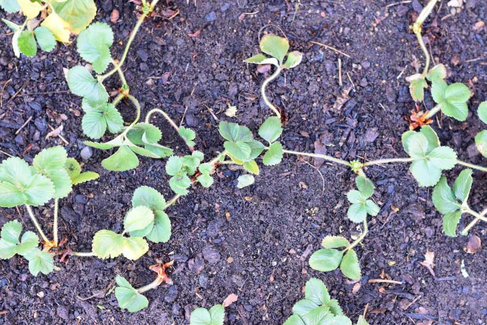 strawberry bed after pruning