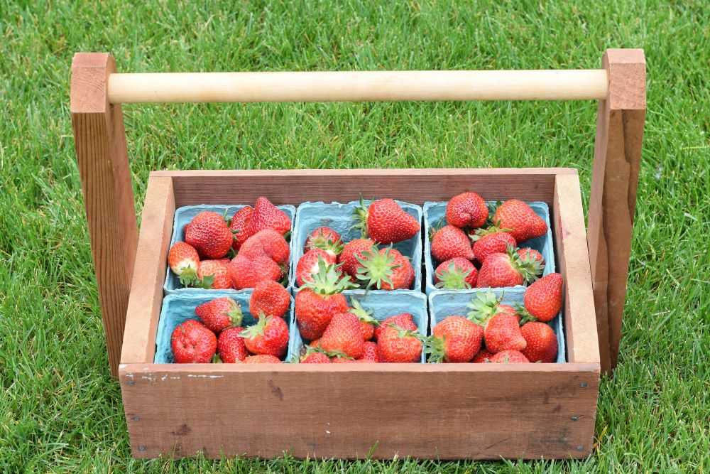 fresh strawberries