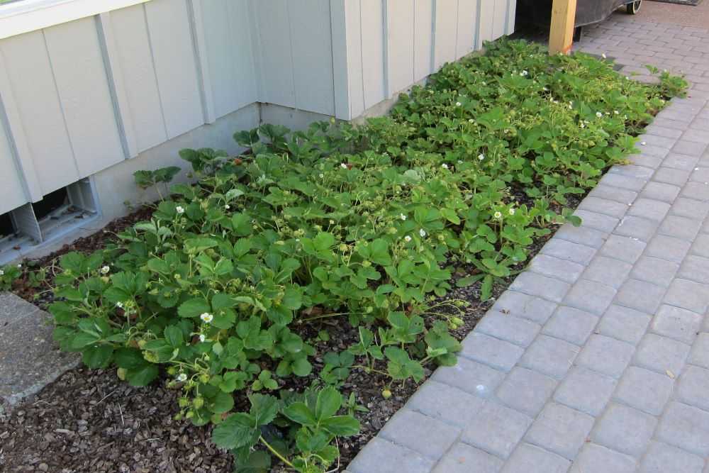 a healthy strawberry patch