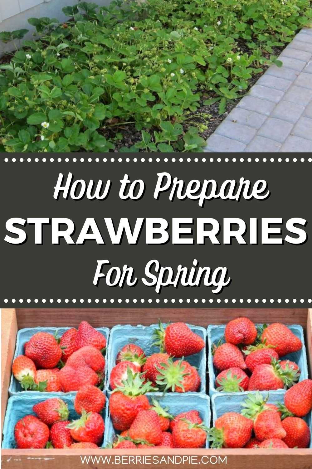 How to Clean Up Strawberry Beds – Berries and Pie