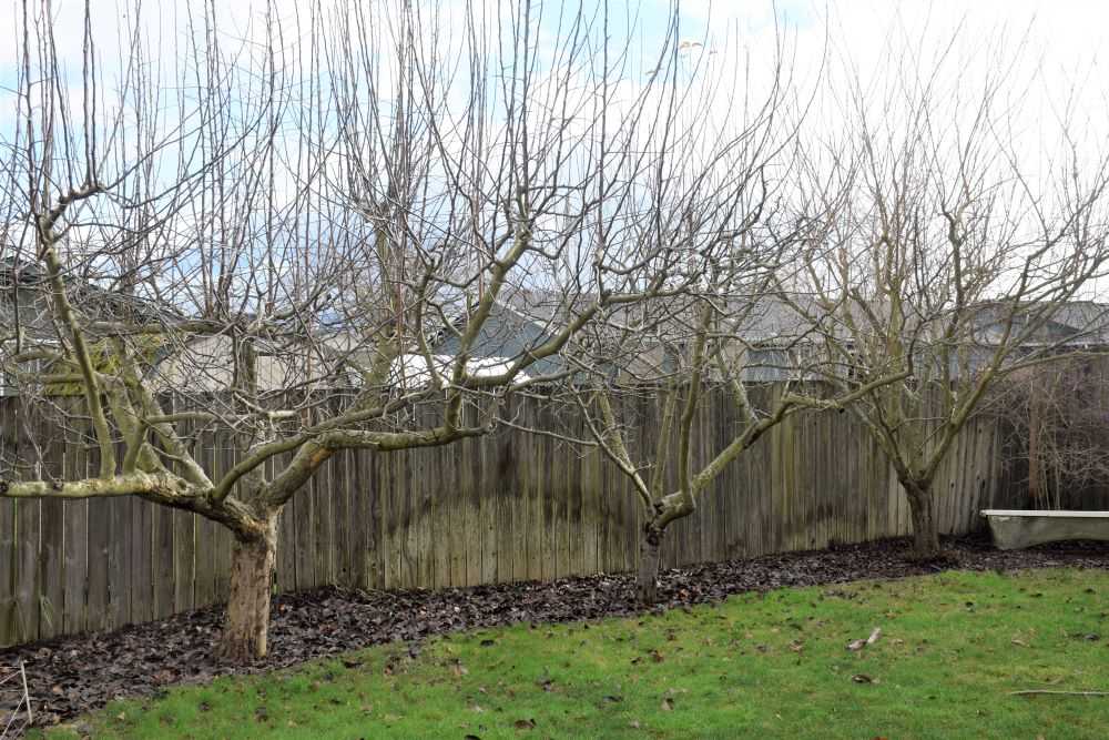 Fruit trees before pruning