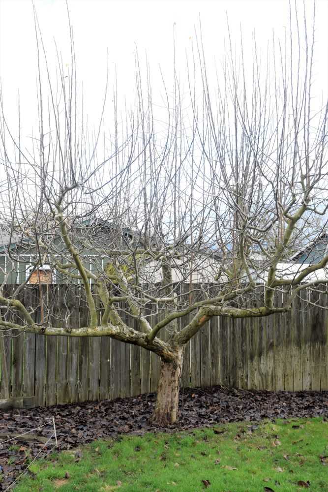 an apple tree that needs to be pruned