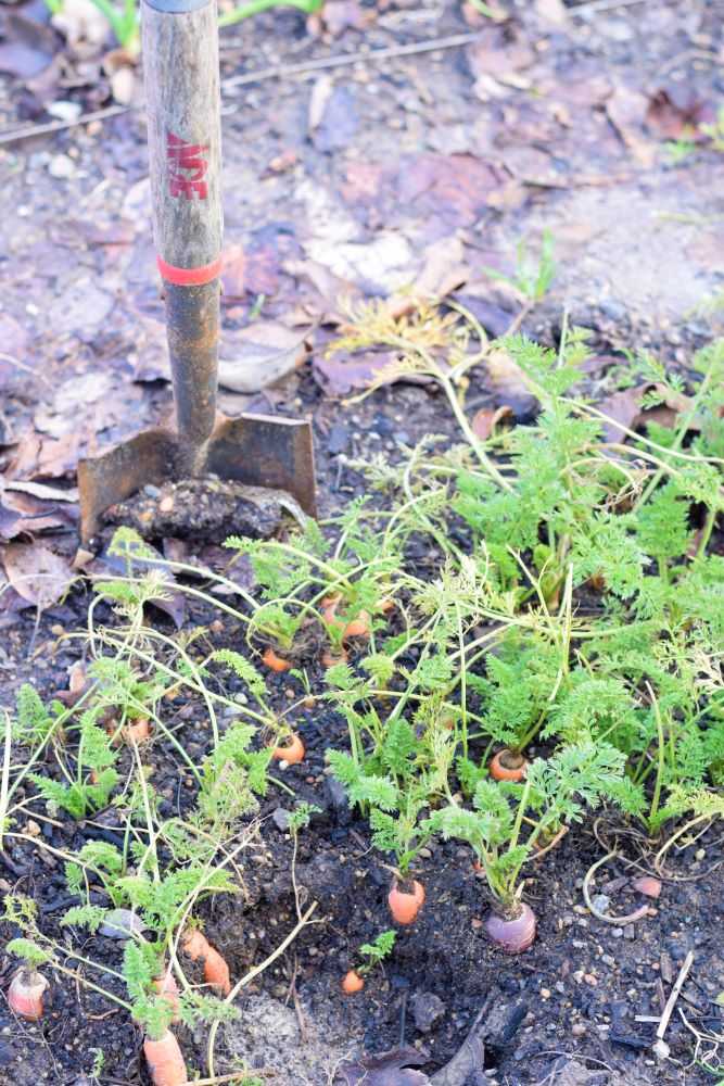 Harvest carrots throughout the winter