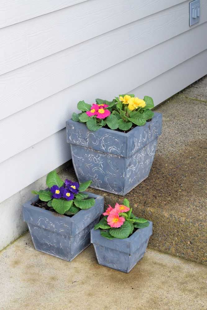 Primroses add cheery color in the winter.