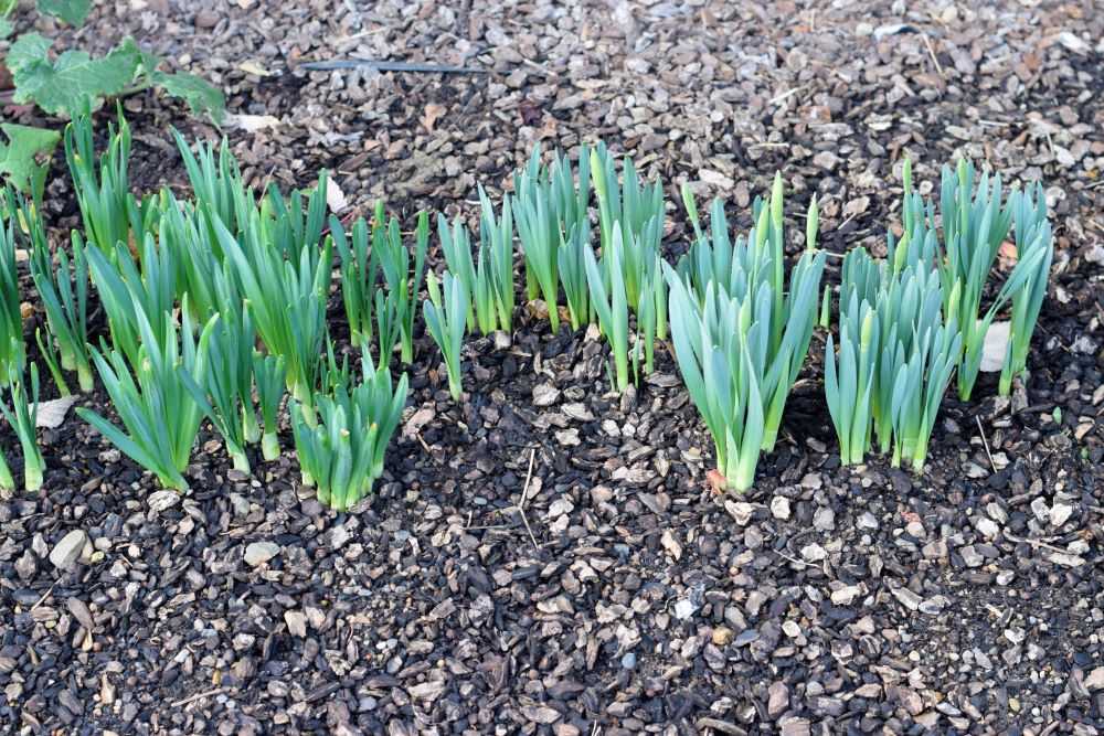 Daffodils beginning to emerge.