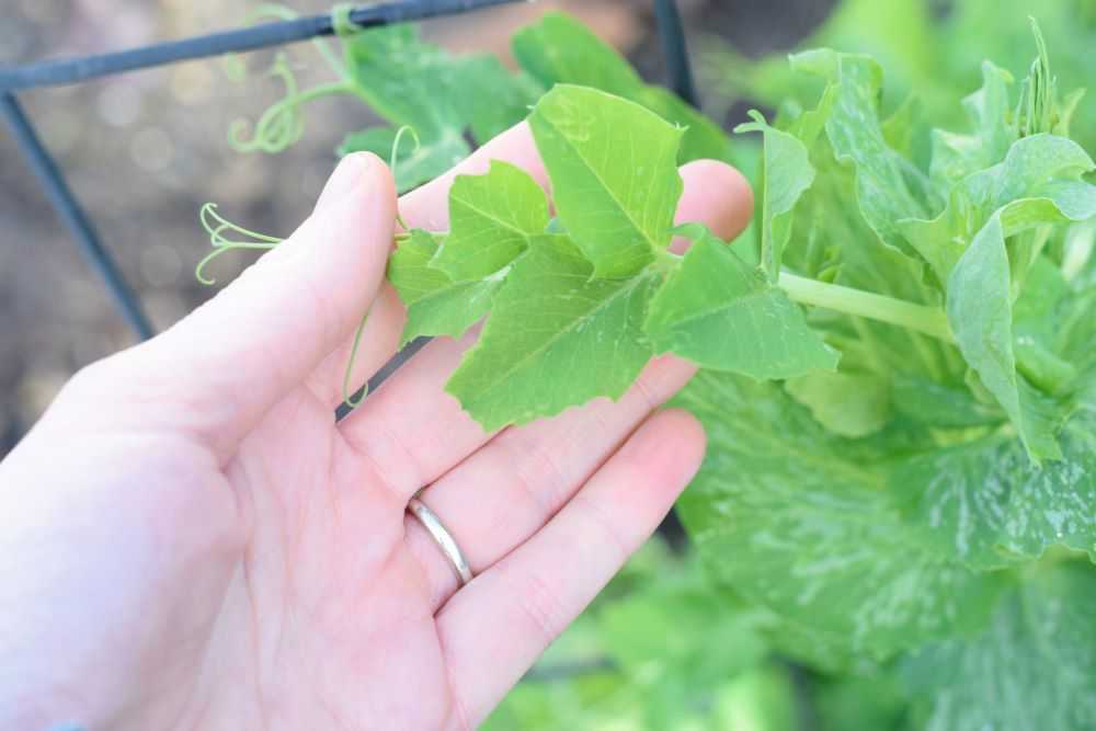 Bird damage on pea leaves