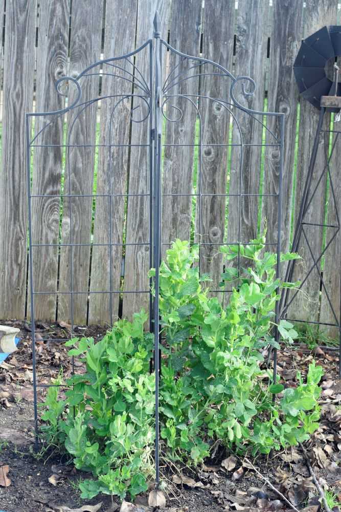 Overwintering peas in January