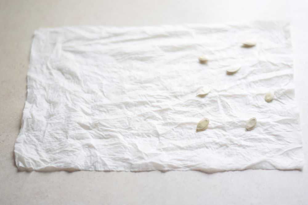 Pumpkin seeds on a damp paper towel