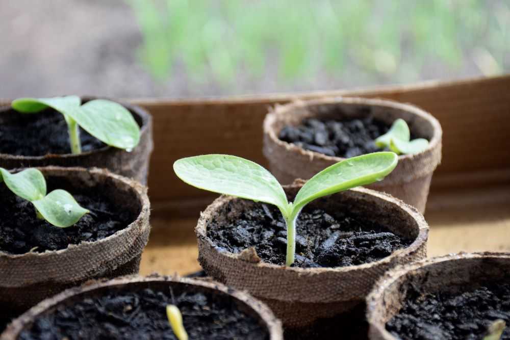 pumpkin seedlings in peat pots