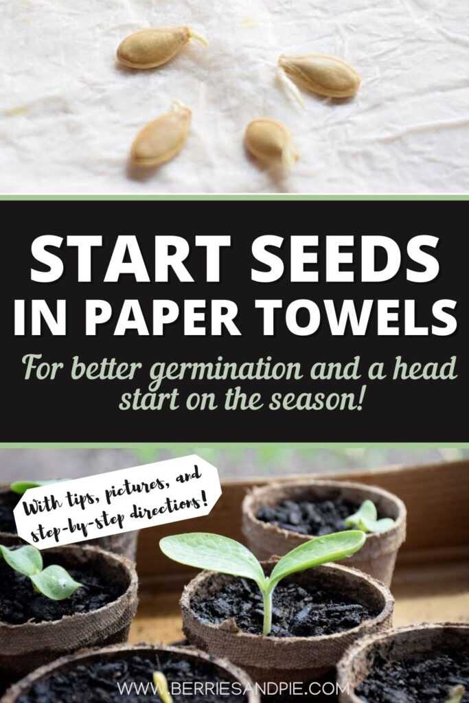 Start Seeds in paper towels for better germination and a head start on the season.